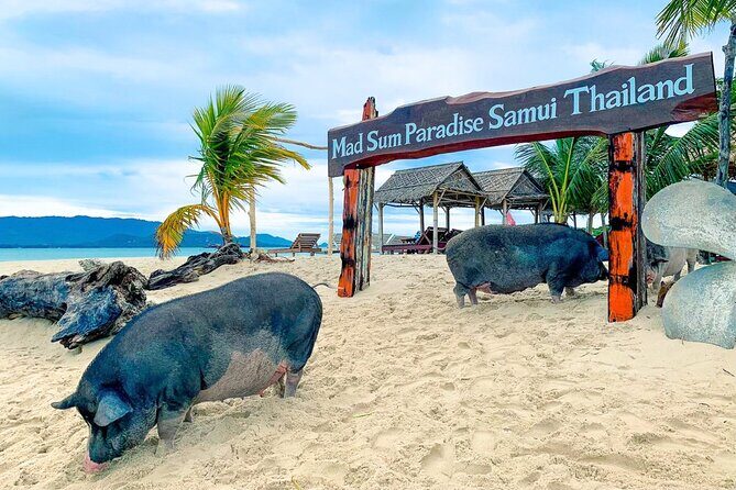 Pig Island (Koh Mudsum) and Koh Tan Tour with Meal from Koh Samui - Weather and sea conditions: the simple rule that affects everything