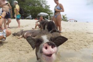 Pig Island Snorkeling & Sightseeing Tour By Speedboat From Koh Samui - Pickup Details That Matter More Than You Think