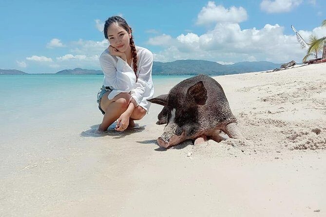 Pig Island Snorkeling & Sightseeing Tour By Speedboat From Koh Samui - Stop 2: Pig Island (Koh Mat Sum) and the Semi-Wild Pig Beach Time