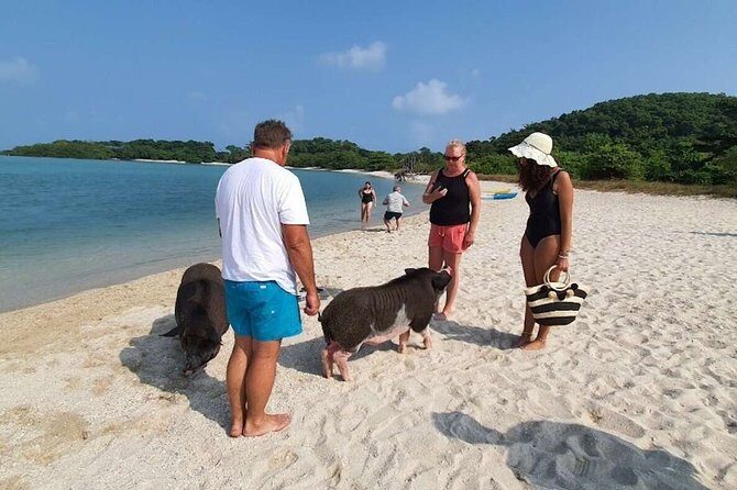Pig Island Snorkeling & Sightseeing Tour By Speedboat From Koh Samui - Snorkeling Conditions: When the Reef Is Great and When It’s Not