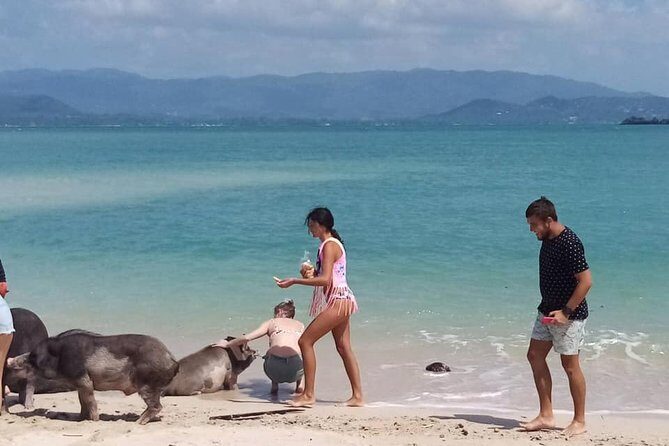 Pig Island Snorkeling & Sightseeing Tour By Speedboat From Koh Samui - Lunch, Water, Fruit: Small Detail, Big Comfort