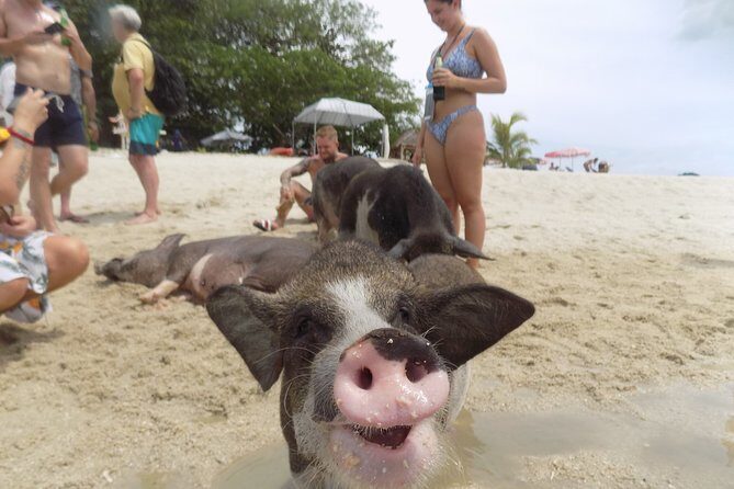 Pig Island Snorkeling & Sightseeing Tour By Speedboat From Koh Samui - Pickup Details That Matter More Than You Think