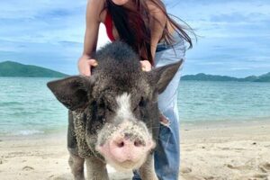 Pig Island Tour by Speedboat with Snorkeling - Price and what you really get for $58.70