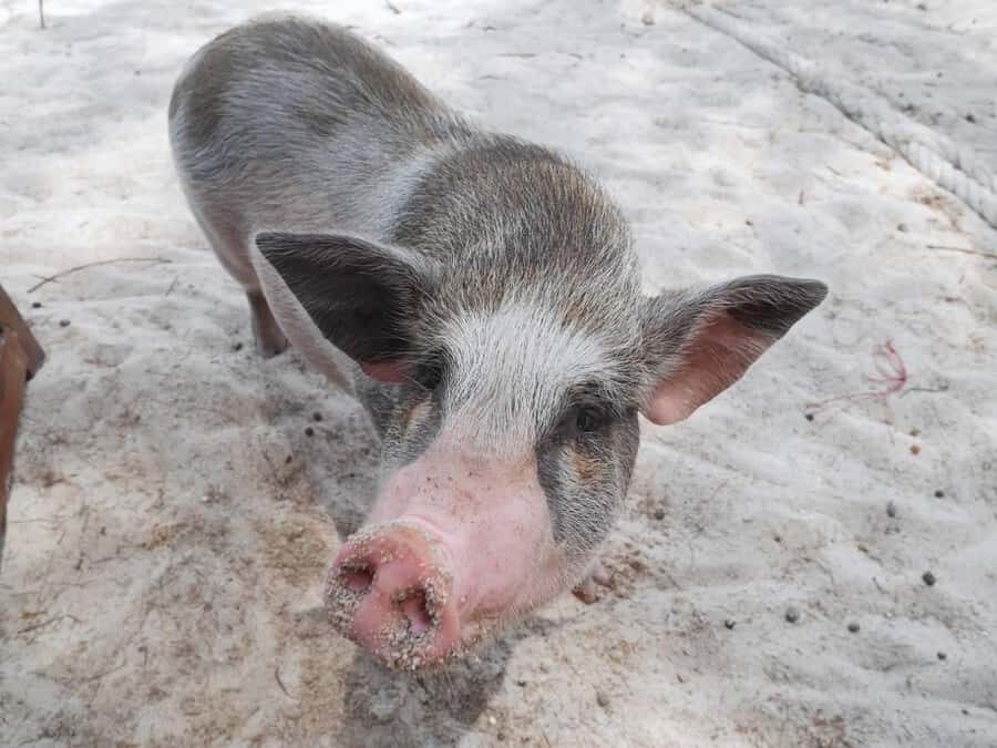 Pig Island(Koh Mudsum) and Koh Tan Half Day Snorkeling Tour - Key Things I’d Pay Attention To