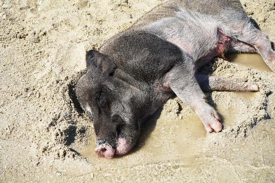 Pig Island(Koh Mudsum) and Koh Tan Half Day Snorkeling Tour - Speedboat Energy From Ko Samui (And Why Timing Matters)