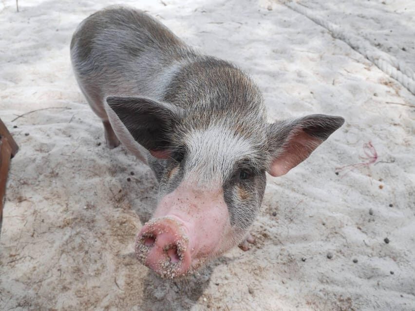 Pig Island(Koh Mudsum) and Koh Tan Half Day Snorkeling Tour - Lunch or Dinner on the Islands (And Why It’s Included)
