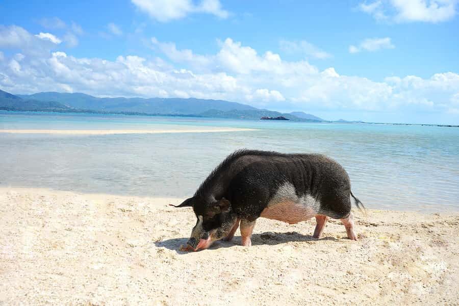 Pig Island(Koh Mudsum) and Koh Tan Half Day Snorkeling Tour - What to Bring (So You Don’t Waste Island Time)
