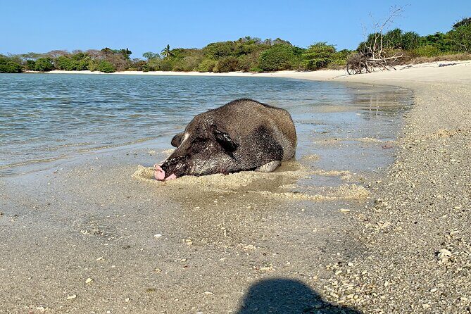 Pigs Island exclusive Semi VIP - Why this semi VIP speed boat beats the usual A-to-B boat