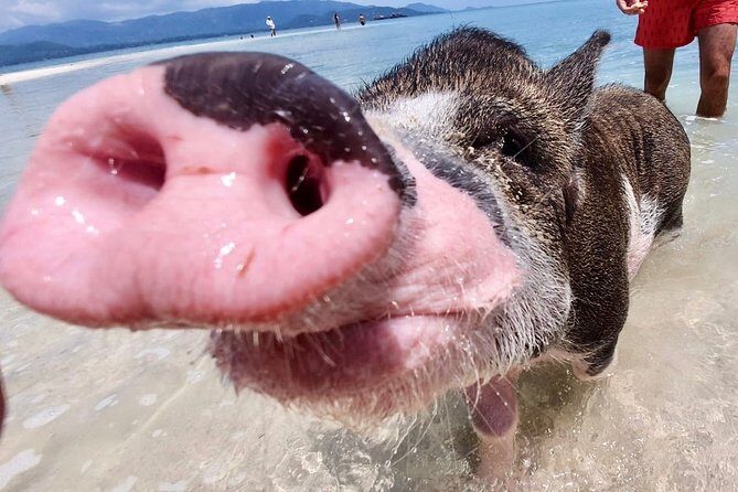 Pigs Island exclusive Semi VIP - Price and logistics: is $60.09 actually good value?