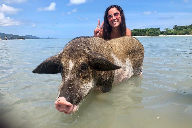 Pigs Island exclusive Semi VIP - The 9:00 pickup and check-in rhythm on Samui