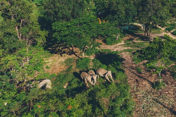 Samui Elephant Kingdom Ethical Sanctuary and Skywalk Tour - Key highlights to know before you go