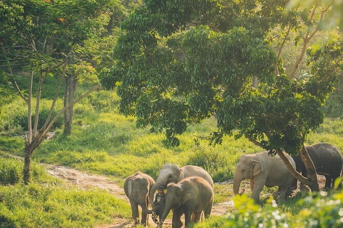 Samui Elephant Kingdom Ethical Sanctuary and Skywalk Tour - What You’ll Do in the 3 Hours: Welcome Drink, Skywalk, and Time With Mahouts