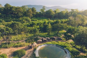 Samui Elephant Kingdom Ethical Sanctuary and Skywalk Tour - Ethics That Actually Change the Day: No Riding, No Invasive Pressure