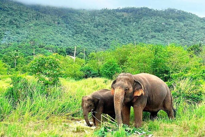 Samui Elephant Kingdom Ethical Sanctuary and Skywalk Tour - Should You Book Samui Elephant Kingdom and the Skywalk Tour?