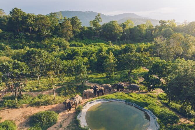 Samui Elephant Kingdom Ethical Sanctuary and Skywalk Tour - Ethics That Actually Change the Day: No Riding, No Invasive Pressure