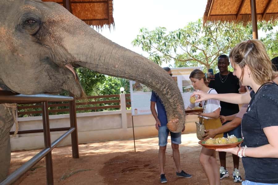 Samui: Elephant Nutrition and Care Education Experience - Quick Hits Before You Plan Your Visit