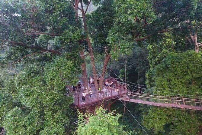 Zipline Ride on Koh Samui - The rainforest setting you’ll actually see